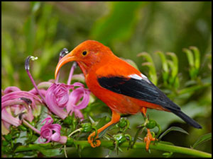 I‘iwi bird